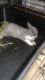 Dutch rabbit Rabbits for sale in Orlando, FL 32822, USA. price: $25