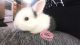 Dutch rabbit Rabbits for sale in Coffey, MO 64636, USA. price: NA