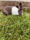 Dutch rabbit Rabbits for sale in Carol Stream, IL, USA. price: $35