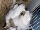 Dutch rabbit Rabbits for sale in Provo, UT, USA. price: NA