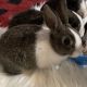 Dutch rabbit Rabbits for sale in Englewood, OH, USA. price: NA