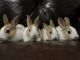 Dutch rabbit Rabbits for sale in Elgin, IL, USA. price: NA