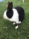 Dutch rabbit Rabbits for sale in Federal Way, WA, USA. price: NA