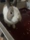 Dutch rabbit Rabbits for sale in 956 Quail Run, DeKalb, IL 60115, USA. price: NA