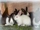 Dutch rabbit Rabbits