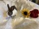 Dutch rabbit Rabbits for sale in Winston-Salem, NC, USA. price: NA