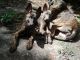 Dutch Shepherd Puppies for sale in Lutz, FL, USA. price: $1
