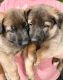 Dutch Shepherd Puppies for sale in Galt, CA, USA. price: $800