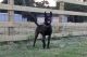 Dutch Shepherd Puppies for sale in Cypress, TX, USA. price: $4,500