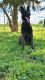 Dutch Shepherd Puppies for sale in Billerica, MA 01821, USA. price: $1,500