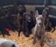 Dutch Shepherd Puppies for sale in Belmont, NY 14813, USA. price: $1,500