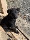 Dutch Shepherd Puppies for sale in Tracy, CA, USA. price: $400