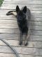 Dutch Shepherd Puppies for sale in Turtletown, TN, USA. price: $1,500