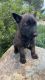 Dutch Shepherd Puppies for sale in Valley Center, CA, USA. price: $600