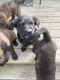 Dutch Shepherd Puppies for sale in Wendell, NC, USA. price: $500