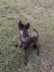 Dutch Shepherd Puppies for sale in Chesterfield, VA, USA. price: $1,500