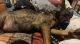 Dutch Shepherd Puppies for sale in Bryan, TX 77802, USA. price: $500