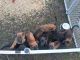 Dutch Shepherd Puppies for sale in Palmetto, FL, USA. price: $600