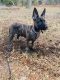 Dutch Shepherd Puppies for sale in Huntington Station, NY, USA. price: NA