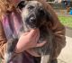 Dutch Shepherd Puppies for sale in Winnsboro, TX 75494, USA. price: NA