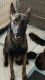 Dutch Shepherd Puppies for sale in Hollywood, FL, USA. price: NA
