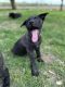 Dutch Shepherd Puppies for sale in St Jacob, IL, USA. price: NA