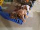 Dutch Shepherd Puppies for sale in Lind, WA 99341, USA. price: NA