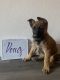 Dutch Shepherd Puppies for sale in Hollister, CA 95023, USA. price: NA