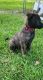 Dutch Shepherd Puppies for sale in Porter, TX 77365, USA. price: NA