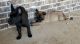 Dutch Shepherd Puppies for sale in Hallsville, TX 75650, USA. price: $300