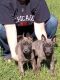 Dutch Shepherd Puppies