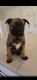 Dutch Shepherd Puppies for sale in Dural, New South Wales. price: $6,000