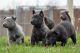 Dutch Shepherd Puppies for sale in Los Angeles, CA, USA. price: NA