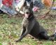 Dutch Shepherd Puppies for sale in Los Angeles, CA, USA. price: $500