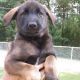 Dutch Shepherd Puppies for sale in East Los Angeles, CA, USA. price: $500