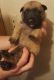 Dutch Shepherd Puppies for sale in Detroit, MI, USA. price: $500