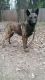 Dutch Shepherd Puppies for sale in Terrell, TX, USA. price: $600