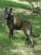 Dutch Shepherd Puppies for sale in Terrell, TX, USA. price: $800