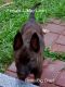 Dutch Shepherd Puppies for sale in Orient, OH 43146, USA. price: $1,000