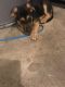 Dutch Shepherd Puppies for sale in Salem, OR, USA. price: NA