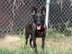 Dutch Shepherd Puppies for sale in West Covina, CA, USA. price: $700