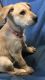 Dutch Shepherd Puppies for sale in Salt Lake City, UT, USA. price: NA