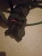 Dutch Shepherd Puppies for sale in Manhattan, New York, NY, USA. price: NA