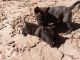 Dutch Shepherd Puppies for sale in Lawrenceville, GA, USA. price: $700