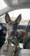 Dutch Shepherd Puppies for sale in State College, PA, USA. price: $2,000
