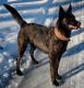 Dutch Shepherd Puppies for sale in Belmont, NY 14813, USA. price: $1,200