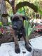 Dutch Shepherd Puppies for sale in Dardanelle, AR 72834, USA. price: NA