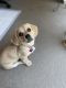 Dutch Smoushond Puppies for sale in Fontana, CA, USA. price: NA