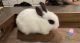 Dwarf Hotot Rabbits for sale in Iowa City, IA, USA. price: $70
