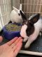 Dwarf Hotot Rabbits for sale in Fairfield, CA 94534, USA. price: $120